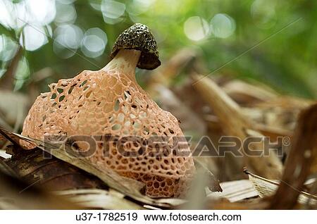 Mushroom. Image taken at Kampung Satau, Singai, Sarawak, Malaysia. View Large Photo Image Stock Photo - Mushroom. Image taken at Kampung Satau, Singai, Sarawak, Malaysia.. Fotosearch