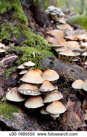 Mushroom in a forest Sierra de Francia Biosphere Reserve of Sierra de B? jar and Francia, in Mogarraz Salamanca Province Castilla y Le? n Spain View Large Photo Image Stock Photography - Mushroom in a forest Sierra de Francia Biosphere Reserve of Sierra de B? jar and Francia, in Mogarraz Salamanca Province Castilla y Le? n Spain. Fotosearch