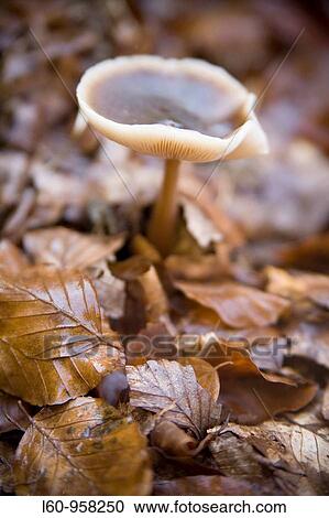 Mushroom in Irati beechwood Navarra, Spain View Large Photo Image Stock Image - Mushroom in Irati beechwood Navarra, Spain. Fotosearch