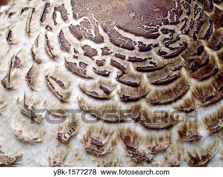 Stock Photo - Mushroom Macrolepiota Procera. Fotosearch