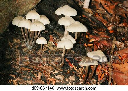 Mushroom (Mycena sp. ) View Large Photo Image Stock Photograph - Mushroom (Mycena sp. ). Fotosearch