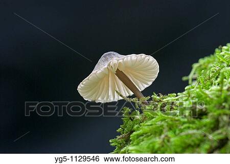 Mushroom, Mycena spec View Large Photo Image Stock Photograph - Mushroom, Mycena spec. Fotosearch