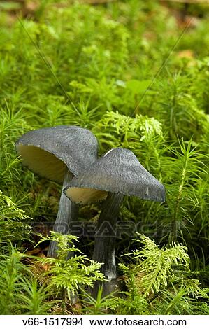 Mushroom View Large Photo Image Picture - Mushroom. Fotosearch