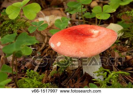 Mushroom (Russula mairei) View Large Photo Image Stock Photo - Mushroom (Russula mairei). Fotosearch