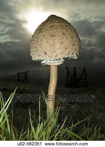 Stock Image - Mushroom.. Fotosearch
