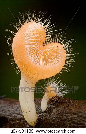 Mushroom. View Large Photo Image Stock Image - Mushroom.. Fotosearch