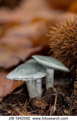 Stock Image - Mushrooms at Lous? Mountain, Portugal. Fotosearch