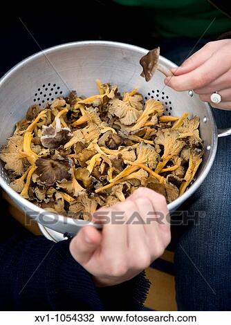 Mushrooms (Cantharellus lutescens) View Large Photo Image Stock Image - Mushrooms (Cantharellus lutescens). Fotosearch