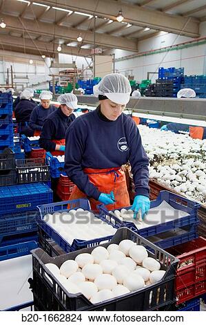 Mushrooms collection, Buttom mushroom, Agaricus bisporus, Agri-Food, Ayecue Fresh, Grupo Riberebro, Autol, La Rioja, Spain View Large Photo Image Picture - Mushrooms collection, Buttom mushroom, Agaricus bisporus, Agri-Food, Ayecue Fresh, Grupo Riberebro, Autol, La Rioja, Spain. Fotosearch