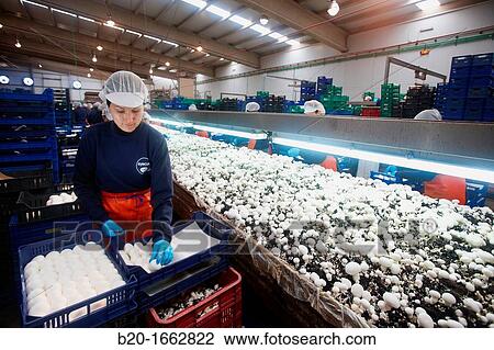 Mushrooms collection, Buttom mushroom, Agaricus bisporus, Agri-Food, Ayecue Fresh, Grupo Riberebro, Autol, La Rioja, Spain View Large Photo Image Stock Image - Mushrooms collection, Buttom mushroom, Agaricus bisporus, Agri-Food, Ayecue Fresh, Grupo Riberebro, Autol, La Rioja, Spain. Fotosearch