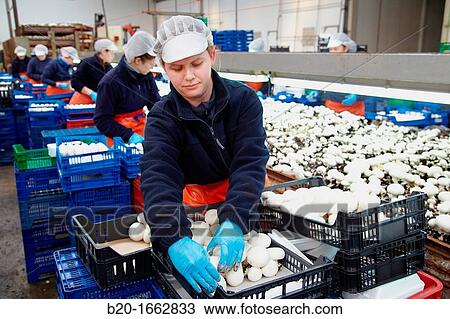 Mushrooms collection, Buttom mushroom, Agaricus bisporus, Agri-Food, Ayecue Fresh, Grupo Riberebro, Autol, La Rioja, Spain View Large Photo Image Stock Image - Mushrooms collection, Buttom mushroom, Agaricus bisporus, Agri-Food, Ayecue Fresh, Grupo Riberebro, Autol, La Rioja, Spain. Fotosearch