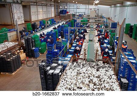 Mushrooms collection, Buttom mushroom, Agaricus bisporus, Agri-Food, Ayecue Fresh, Grupo Riberebro, Autol, La Rioja, Spain View Large Photo Image Stock Photo - Mushrooms collection, Buttom mushroom, Agaricus bisporus, Agri-Food, Ayecue Fresh, Grupo Riberebro, Autol, La Rioja, Spain. Fotosearch