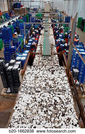 Mushrooms collection, Buttom mushroom, Agaricus bisporus, Agri-Food, Ayecue Fresh, Grupo Riberebro, Autol, La Rioja, Spain View Large Photo Image Stock Photo - Mushrooms collection, Buttom mushroom, Agaricus bisporus, Agri-Food, Ayecue Fresh, Grupo Riberebro, Autol, La Rioja, Spain. Fotosearch
