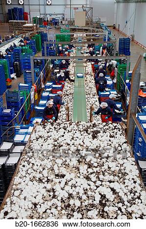 Mushrooms collection, Buttom mushroom, Agaricus bisporus, Agri-Food, Ayecue Fresh, Grupo Riberebro, Autol, La Rioja, Spain View Large Photo Image Stock Photograph - Mushrooms collection, Buttom mushroom, Agaricus bisporus, Agri-Food, Ayecue Fresh, Grupo Riberebro, Autol, La Rioja, Spain. Fotosearch