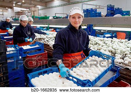 Mushrooms collection, Buttom mushroom, Agaricus bisporus, Agri-Food, Ayecue Fresh, Grupo Riberebro, Autol, La Rioja, Spain View Large Photo Image Stock Photography - Mushrooms collection, Buttom mushroom, Agaricus bisporus, Agri-Food, Ayecue Fresh, Grupo Riberebro, Autol, La Rioja, Spain. Fotosearch