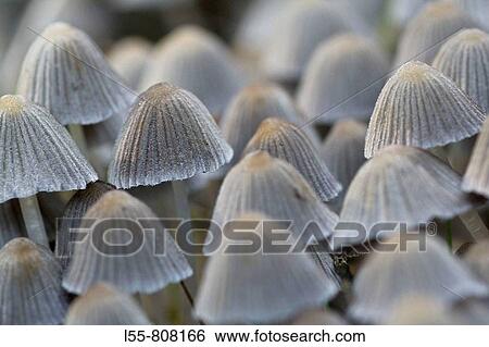 Mushrooms (Coprinus disseminatus) View Large Photo Image Stock Photograph - Mushrooms (Coprinus disseminatus). Fotosearch