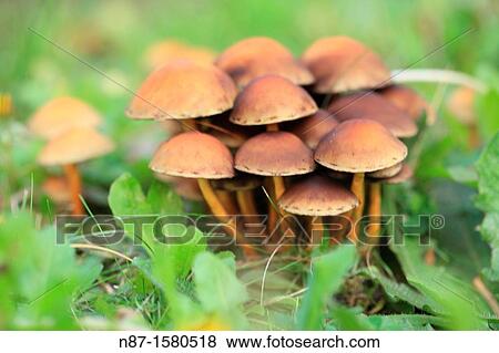 Mushrooms Hypholoma sp., fam. Strophariaceae View Large Photo Image Stock Photo - Mushrooms Hypholoma sp., fam. Strophariaceae. Fotosearch