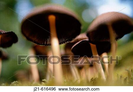 Stock Photograph - Mushrooms (Hypholoma sp. ) on tree stump. Fotosearch