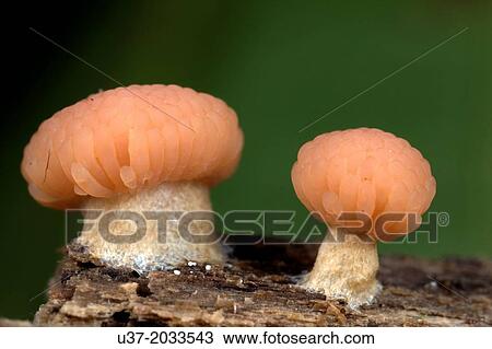 Mushrooms. Image taken at Kampung Skudup, Sarawak, Malaysia. View Large Photo Image Stock Image - Mushrooms. Image taken at Kampung Skudup, Sarawak, Malaysia.. Fotosearch