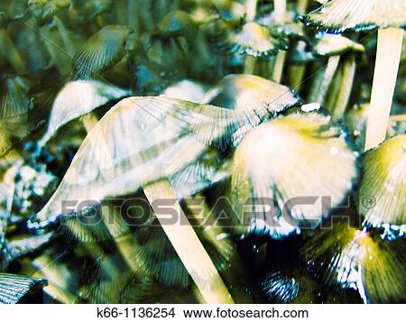 Mushrooms in- autumn View Large Photo Image Picture - Mushrooms in- autumn. Fotosearch