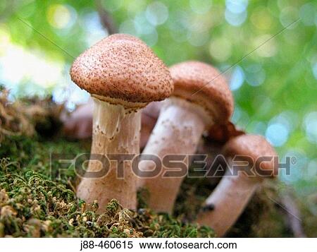 Stock Photography - Mushrooms in moss. Fotosearch