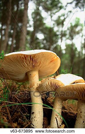 Mushrooms in pine forest, Font-Roja Natural Park. Comunidad Valenciana, Spain View Large Photo Image Stock Photography - Mushrooms in pine forest, Font-Roja Natural Park. Comunidad Valenciana, Spain. Fotosearch