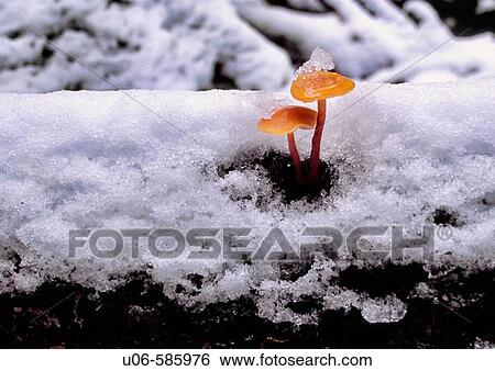 mushrooms in snow on tree trunk View Large Photo Image Stock Photograph - mushrooms in snow on tree trunk. Fotosearch