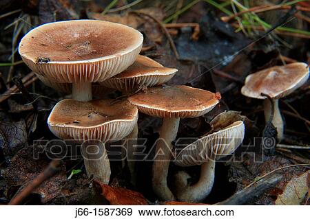 Stock Photo - mushrooms in the natural park Sierra Calderona in the region of Alto Palancia Castell? n Espaa. Fotosearch