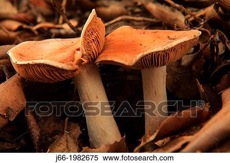 Mushrooms in the region Alto Palancia. Castell? n province, Comunidad Valenciana, Spain View Large Photo Image Stock Photography - Mushrooms in the region Alto Palancia. Castell? n province, Comunidad Valenciana, Spain. Fotosearch