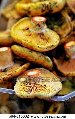 Mushrooms (Lactarius deliciosus) at La Boqueria market, Barcelona. Catalonia, Spain View Large Photo Image Stock Image - Mushrooms (Lactarius deliciosus) at La Boqueria market, Barcelona. Catalonia, Spain. Fotosearch