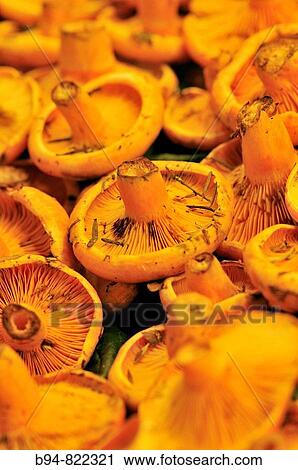 Mushrooms (Lactarius deliciosus) at La Boqueria market, Barcelona. Catalonia, Spain View Large Photo Image Stock Image - Mushrooms (Lactarius deliciosus) at La Boqueria market, Barcelona. Catalonia, Spain. Fotosearch