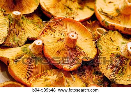 Mushrooms (Lactarius deliciosus) at La Boqueria market, Barcelona. Catalonia, Spain View Large Photo Image Stock Photo - Mushrooms (Lactarius deliciosus) at La Boqueria market, Barcelona. Catalonia, Spain. Fotosearch