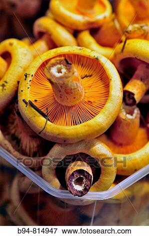 Mushrooms (Lactarius deliciosus) at La Boqueria market, Barcelona. Catalonia, Spain View Large Photo Image Stock Photo - Mushrooms (Lactarius deliciosus) at La Boqueria market, Barcelona. Catalonia, Spain. Fotosearch