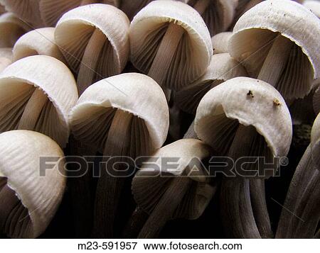 Mushrooms lean off to the side on the trunk of a tree, Pennsylvania, USA View Large Photo Image Stock Photo - Mushrooms lean off to the side on the trunk of a tree, Pennsylvania, USA. Fotosearch