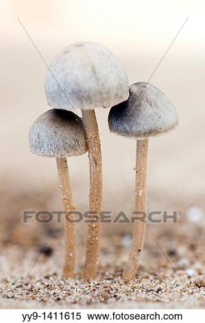 Stock Photography - Mushrooms - Los Novios Ranch - near Cotulla, Texas USA. Fotosearch