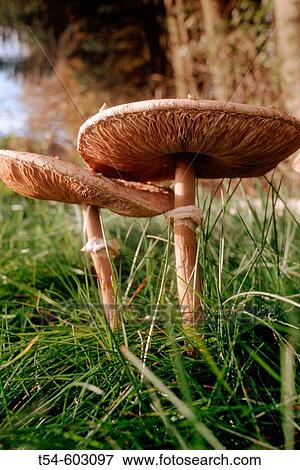 Mushrooms on a forest corner. Bavaria. Germany. View Large Photo Image Stock Photo - Mushrooms on a forest corner. Bavaria. Germany.. Fotosearch