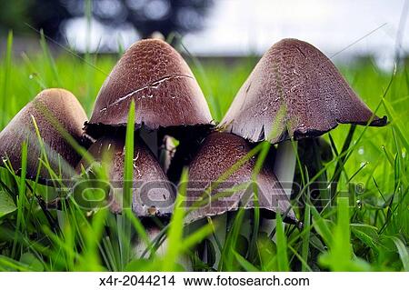 Mushrooms on a lawn in County Westmeath, Ireland. View Large Photo Image Picture - Mushrooms on a lawn in County Westmeath, Ireland.. Fotosearch