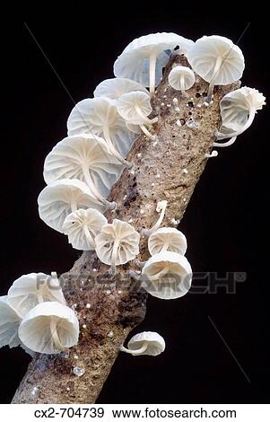 Mushrooms on dry branch in Irati forest. Navarra, Spain View Large Photo Image Stock Photo - Mushrooms on dry branch in Irati forest. Navarra, Spain. Fotosearch