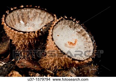 Picture - Mushrooms. Fotosearch