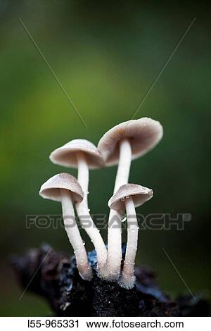 Mushrooms (Psathyrella sp. ) View Large Photo Image Stock Image - Mushrooms (Psathyrella sp. ). Fotosearch