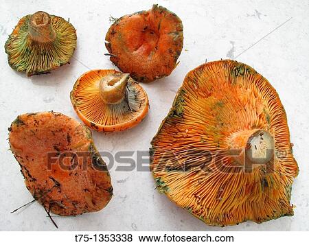 Mushrooms, Rebollones View Large Photo Image Stock Photo - Mushrooms, Rebollones. Fotosearch