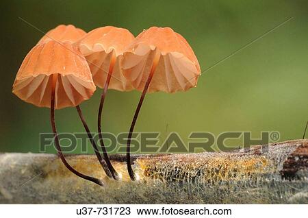 Mushrooms View Large Photo Image Stock Image - Mushrooms. Fotosearch