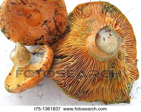 Mushrooms View Large Photo Image Stock Photo - Mushrooms. Fotosearch