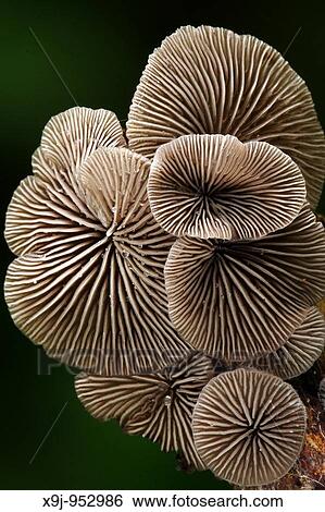Mushrooms View Large Photo Image Stock Photograph - Mushrooms. Fotosearch