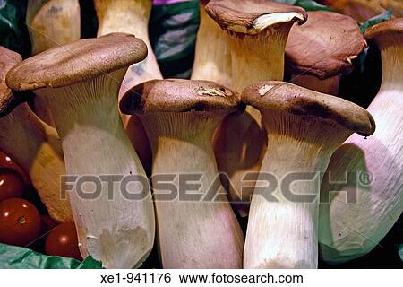 Mushrooms. View Large Photo Image Stock Photograph - Mushrooms.. Fotosearch