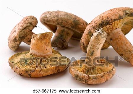 Mushrooms View Large Photo Image Stock Photography - Mushrooms. Fotosearch