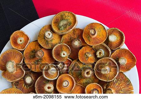 Mushrooms. View Large Photo Image Stock Photography - Mushrooms.. Fotosearch