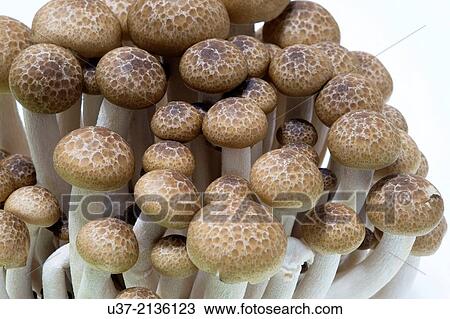 Mushrooms taken at home studio. View Large Photo Image Stock Image - Mushrooms taken at home studio.. Fotosearch