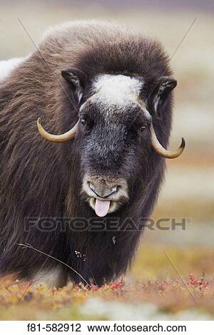 Stock Image - Musk Ox (Ovibos moschatus) portrait of adult female with tongue sticking out. Dovrefjell National Park, Norway. September 2005.. Fotosearch