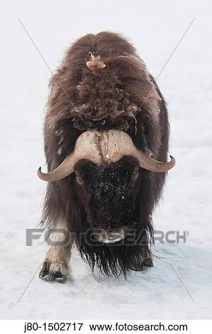 Muskox (Ovibos moschatos), Yukon Wildlife Preserve, Canada, USA View Large Photo Image Stock Photo - Muskox (Ovibos moschatos), Yukon Wildlife Preserve, Canada, USA. Fotosearch